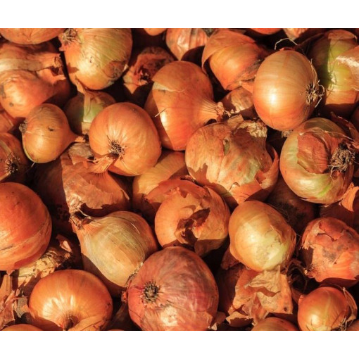 Oignons jaunes env. 950/1KG