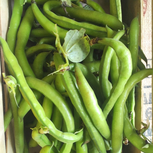 "DISPO DES MERCRED 17H"Fèves env.950/1kg