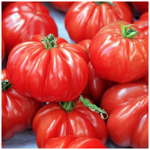 Tomates "Marmande" env.950g/1kg