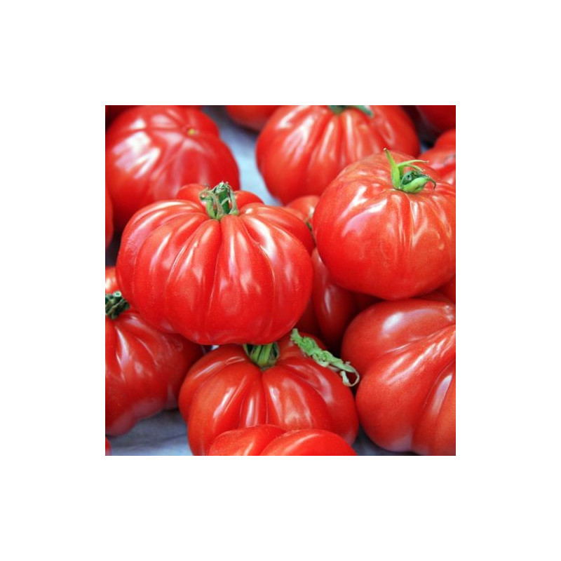 Tomates "Marmande" env.1kg