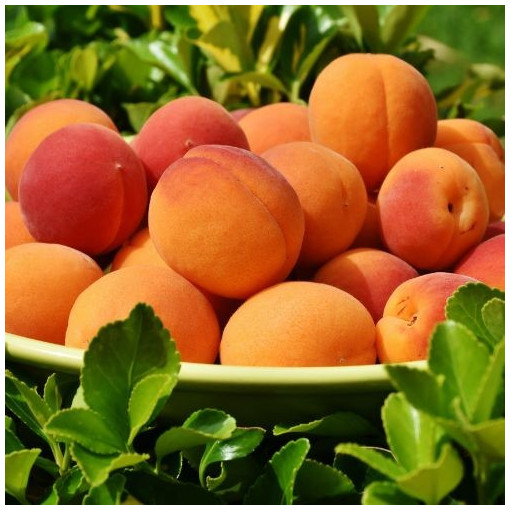 "DISPO dès LUNDI" Abricot 1Kg (GAEC PECHARMAN MIRABEL)