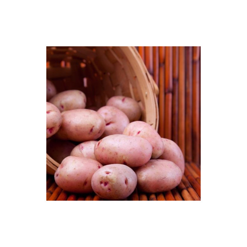 Pomme de terre "ROSABELLE" 1kg