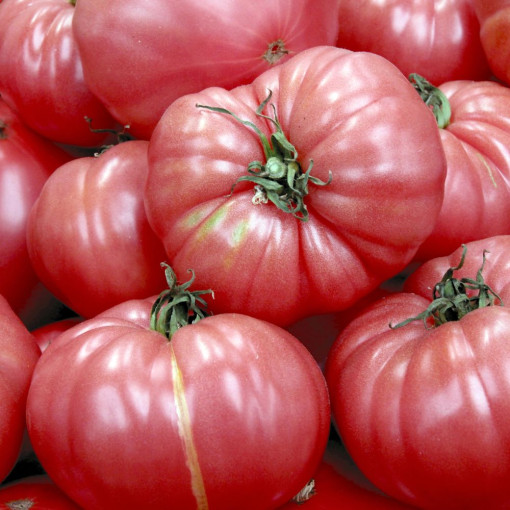 Tomate ROSE DE BERNE env. 1kg