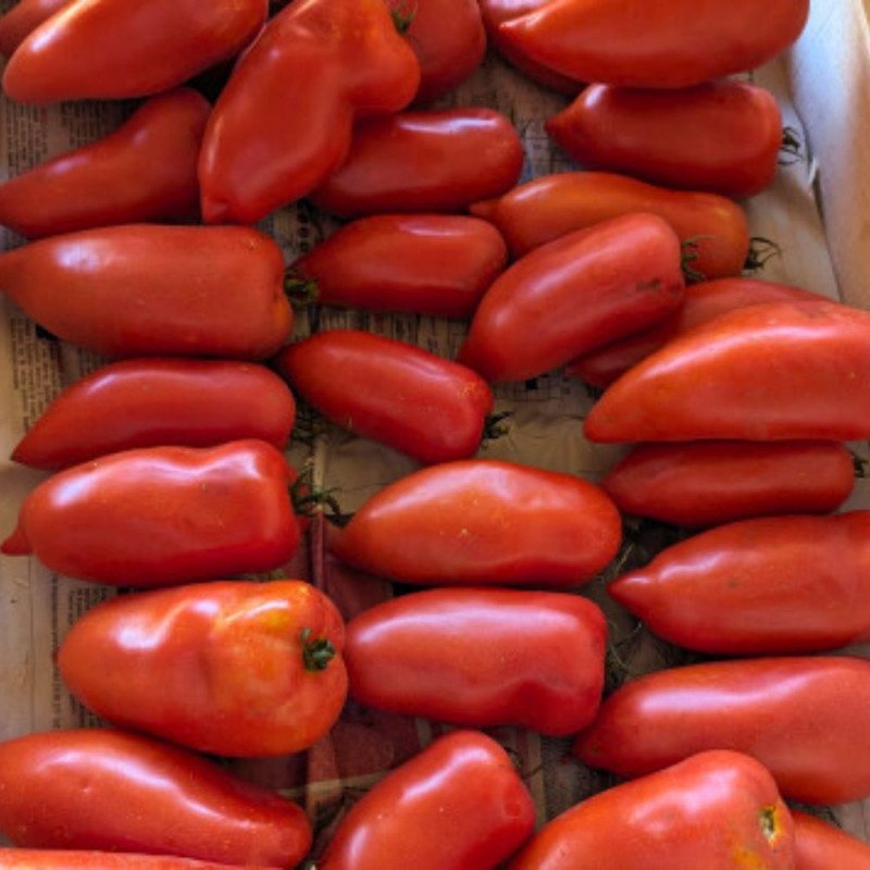 Tomate Cornu des Andes env. 950/1kg