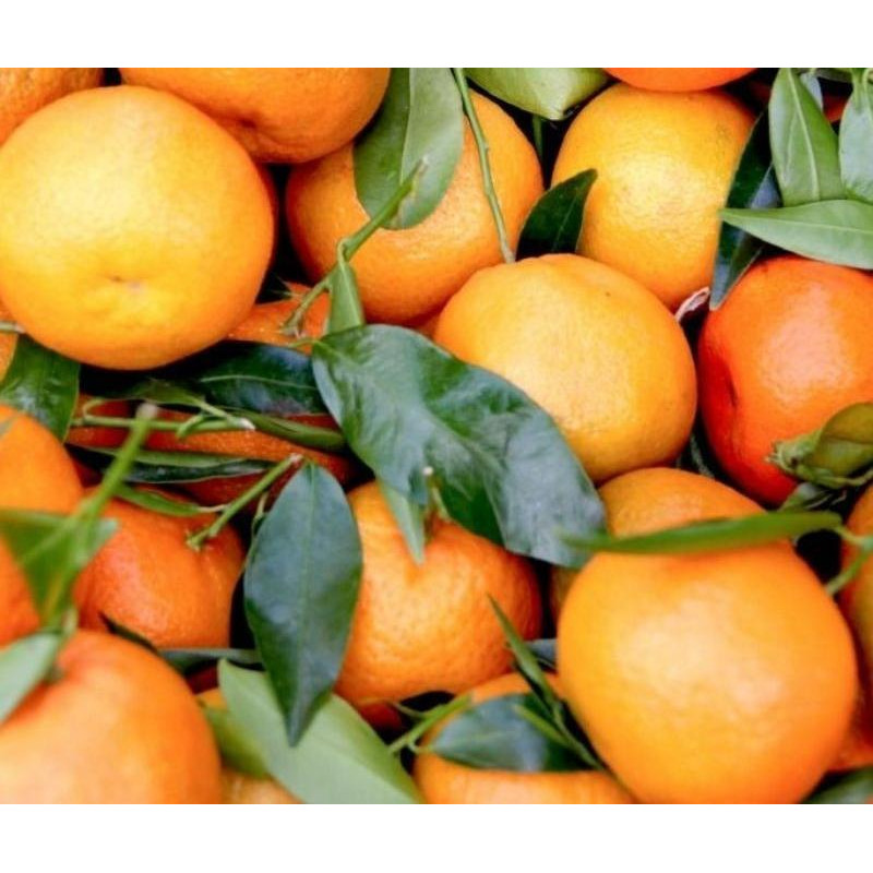 MANDARINE "Primosole" - 1kg