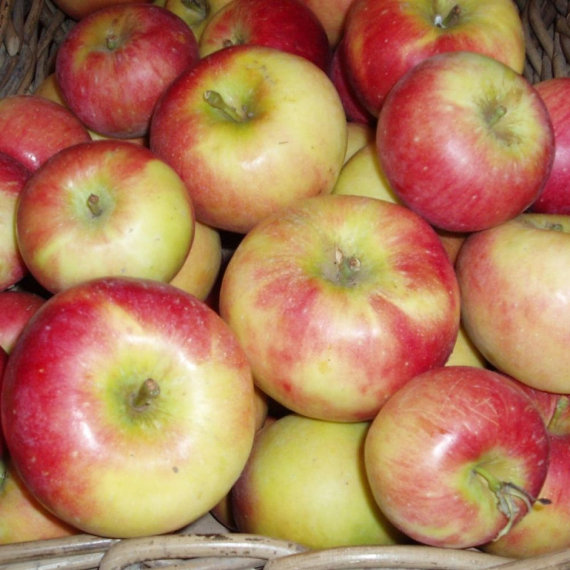 Pomme "Pitchounette" env.1kg BIO (Croquantes)