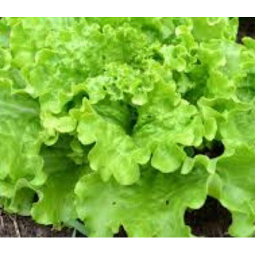 Salade batavia (CAMBON)