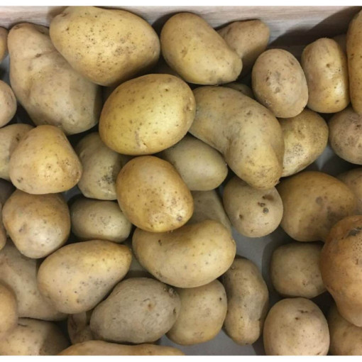 "DESTOCK petit germes" Pomme de terre "MONA LISA" env 950/1kg (Polyvalente)