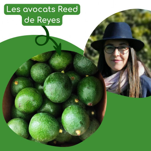 Avocat "BACON" "PETITS "Bio x 2 pièces