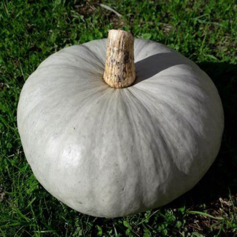 Courge Bleu de Hongrie pièce + de 3kg