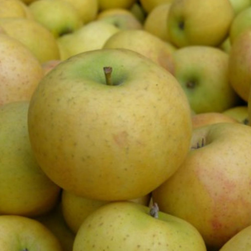 Pomme "Belgrise" env.1kg BIO (croqantes)