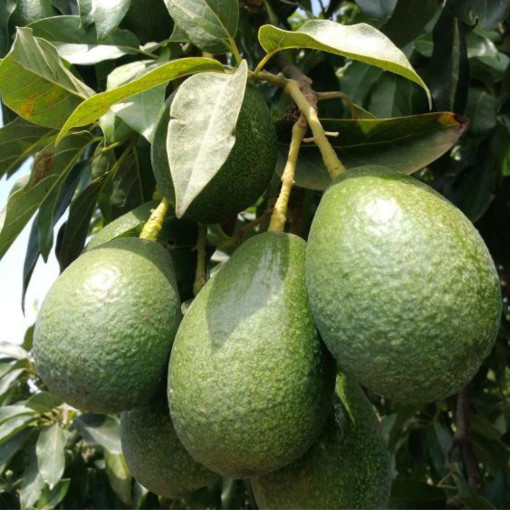 Avocat GROS "Hass" x 1 pièce