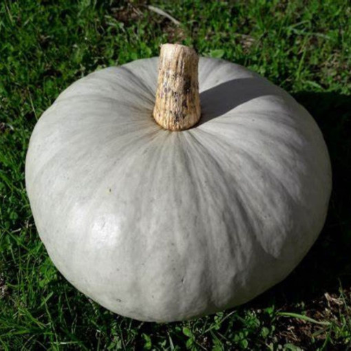 Courge BIO Bleu de Hongrie pièce env. 1.670Kg