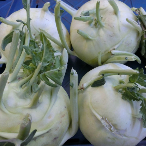 0 GASPI ! Chou rave BIO pièce