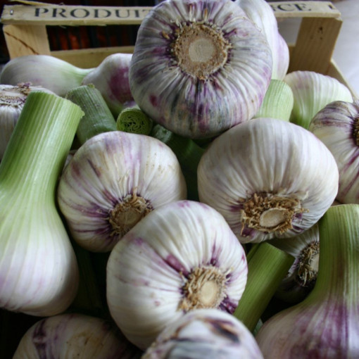 Tête d'ail violet x 1
