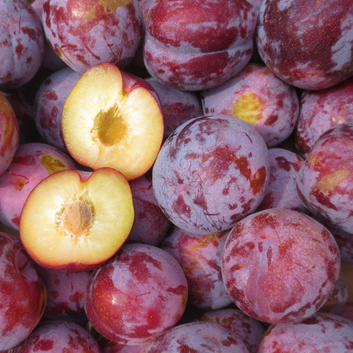 "DESTOCK ! " Prune "Allo" env. 950/1Kg  (GAEC PECHARMAN MIRABEL)
