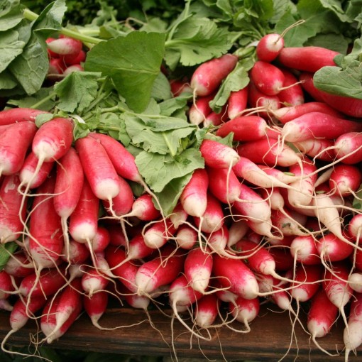 0 GASPI ! RADIS rouge botte