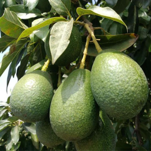 Avocats MÛRS +++BIO "LAMHASS" "MOYEN" (+120g)