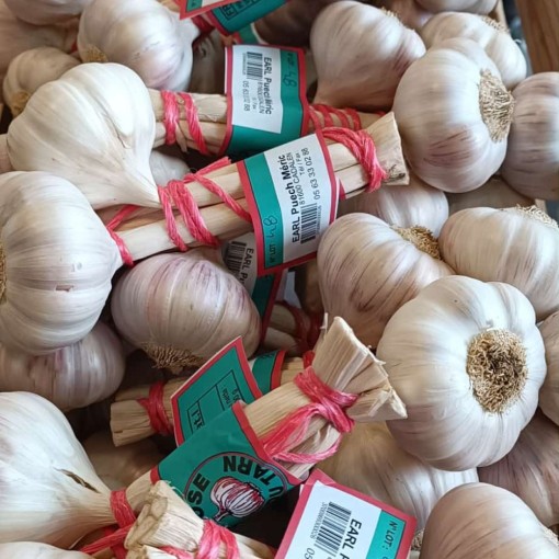 Tête d'ail violet x 1