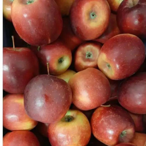 Pomme "story" env.1kg BIO