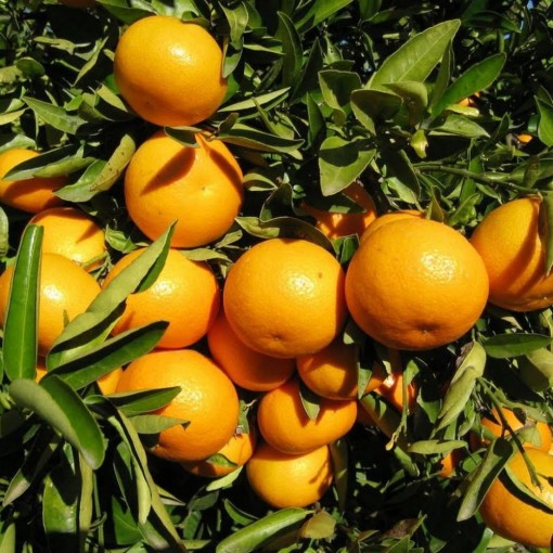 MANDARINE "ORTANIQUE"   BIO - 950g/1kg