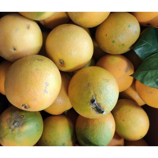 "DISPO dès LUNDI 17h" ORANGE JUS  Bio env 950/1kg