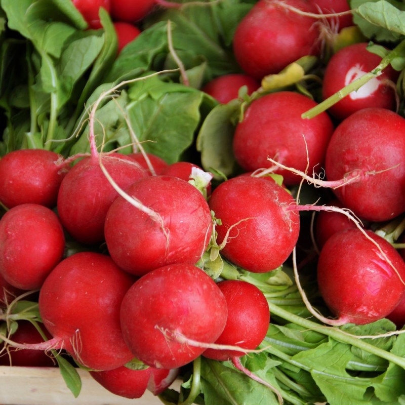 "DISPO dès mercredi" RADIS rouge botte (CAMBON)
