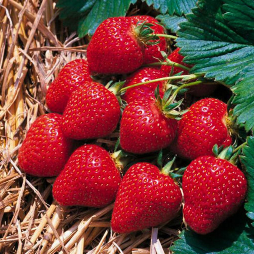 "DISPO dès MERCREDI 17h" Fraises 500g