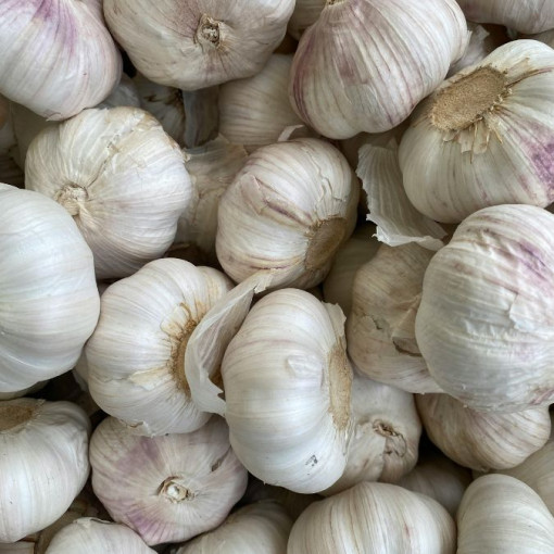 Tête d'ail violet x 1