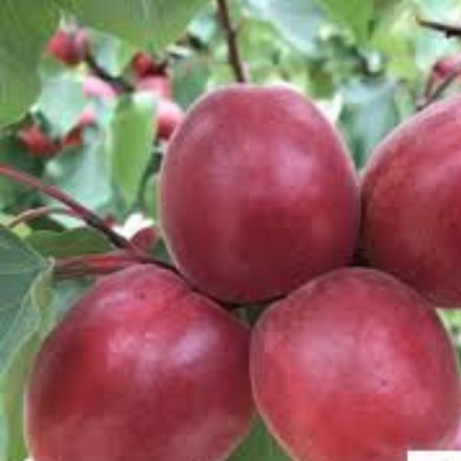 VOA Abricot "RUBICHIC" 1kg